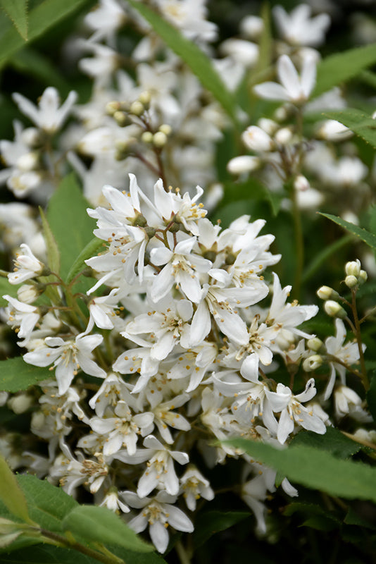 Deutzia-Yuki Snowflake® 2C – Country Arbors Nursery