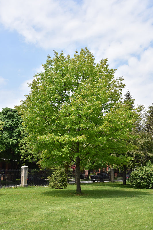 Oak-Northern Red 7C