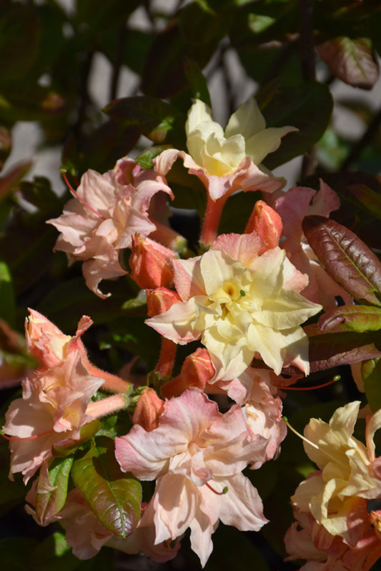 Azalea-Cannon's Double 2C
