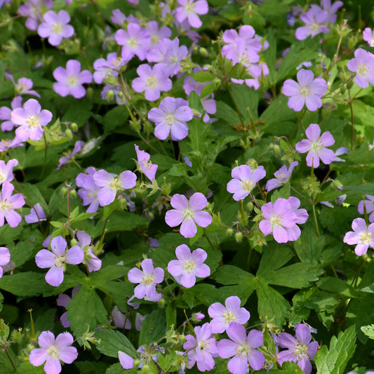Geranium-Maculatum 1C