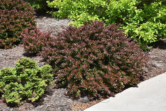 Barberry-Concorde 3CP