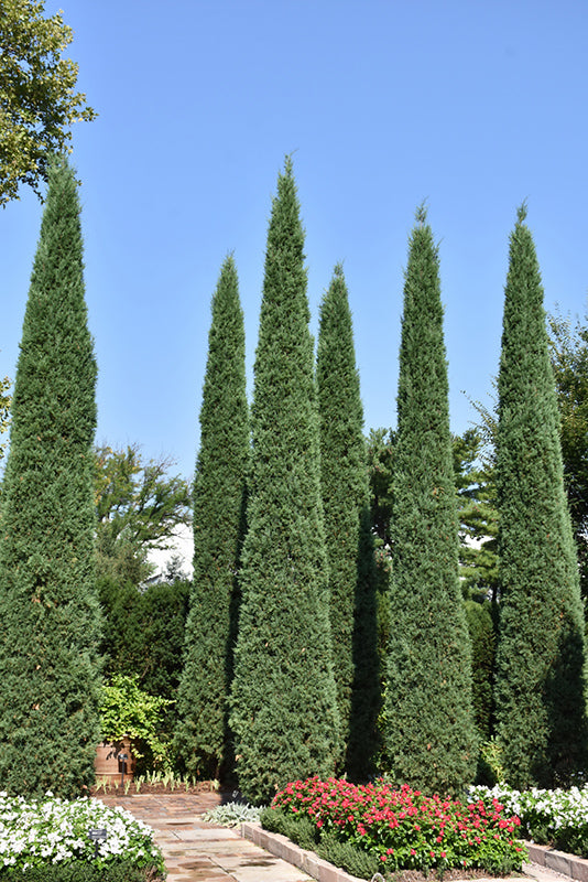 Juniper-Taylor 4-5' 15C