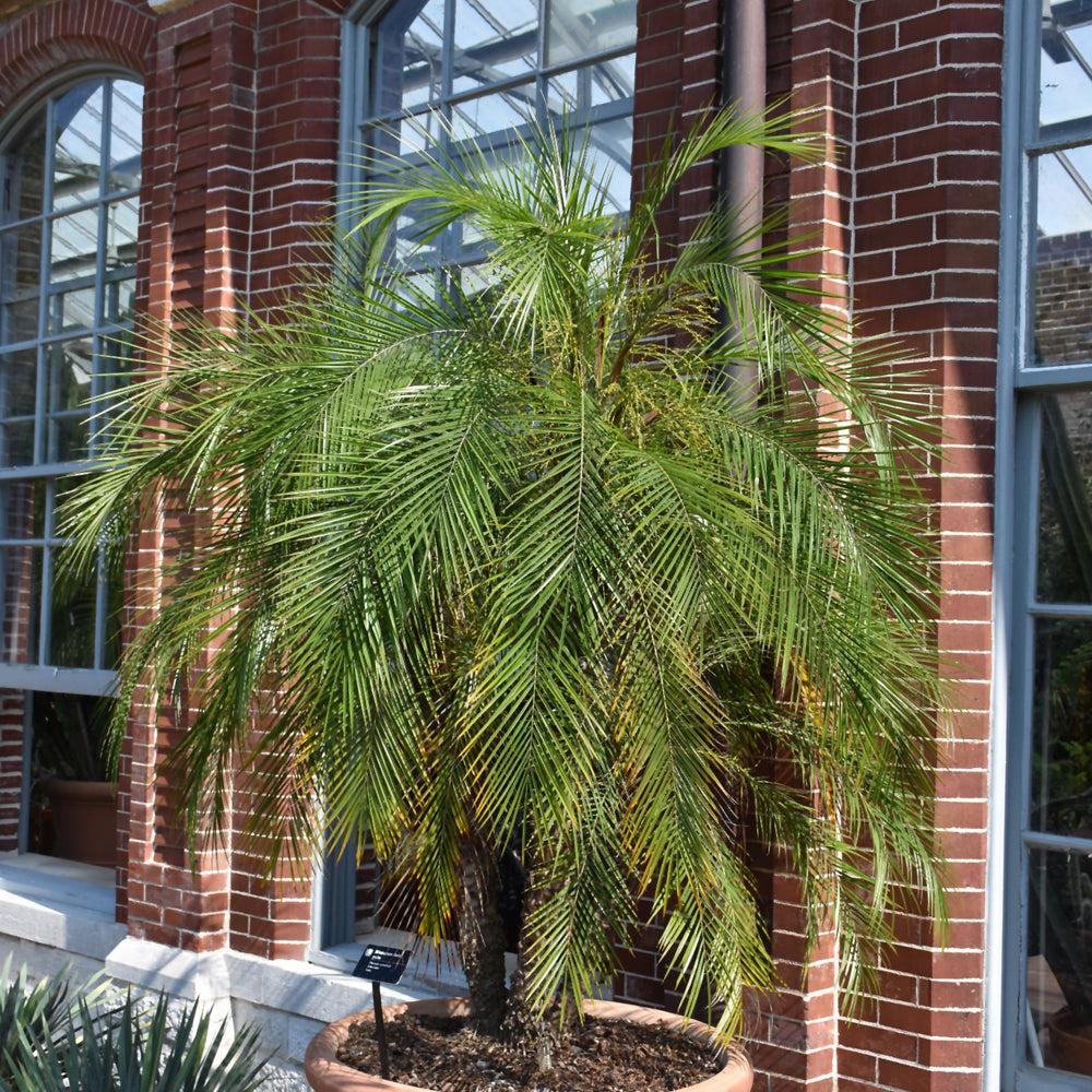 Palm-Roebelleni 10"