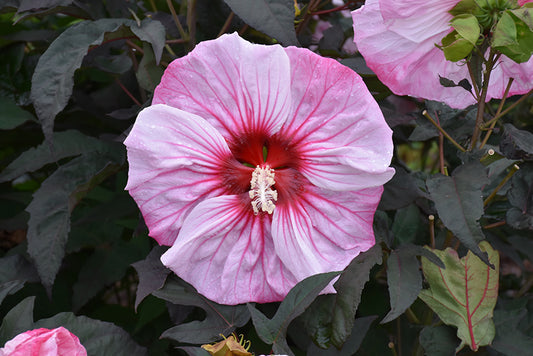 Hibiscus-Cherry Choco Latte 2C