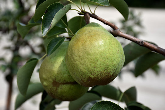 Pear-Bartlett 5C