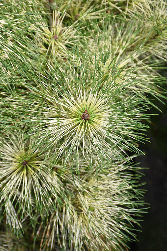 Pine-Golden Ghost 6C