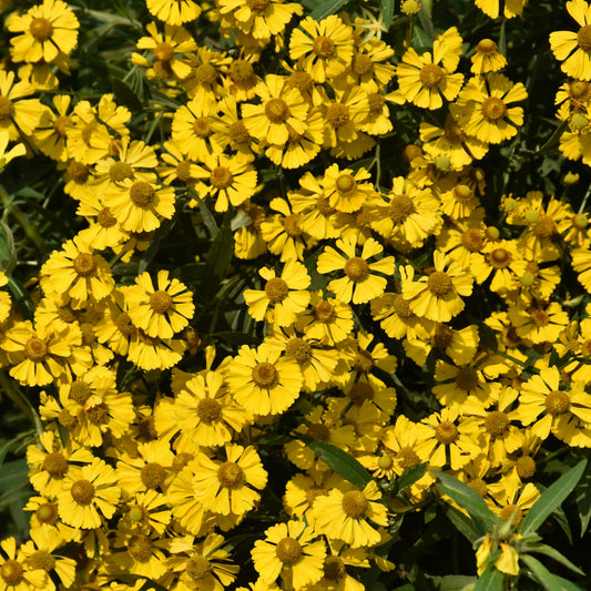 Helenium-Autumnale 1C