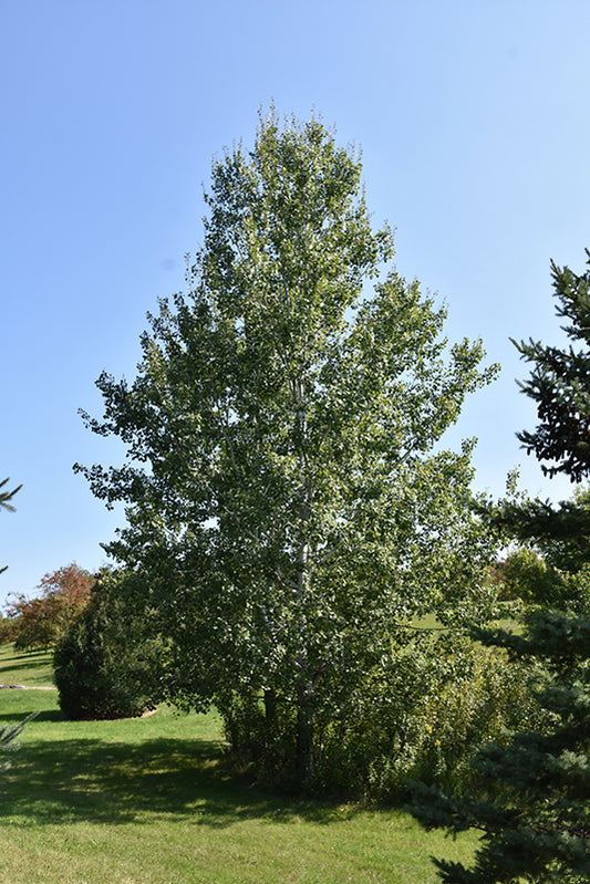 Aspen-Quaking 1.5" 25C