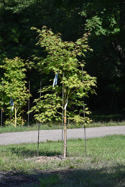 Maple-Arctic Jade 3C