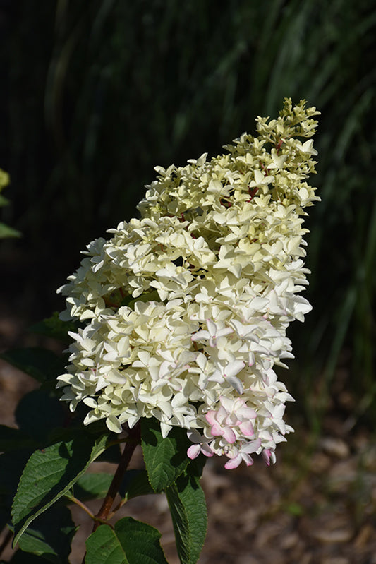 Hydrangea-Berry White® 3C