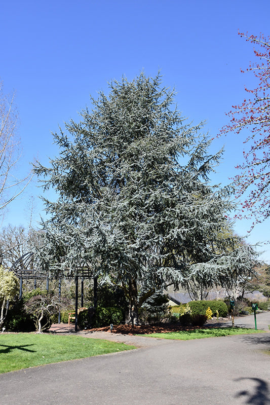 Cedar-Blue Atlas 10C