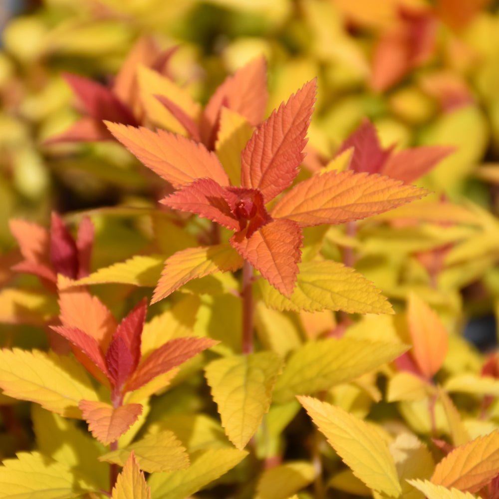 Spirea-Double Play® Candy Corn® 3C