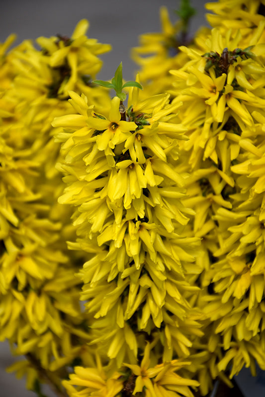 Forsythia-Show Off® Sugar Baby® 3C