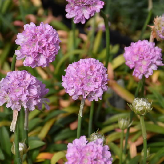 Armeria-Sweet Dreams 1C