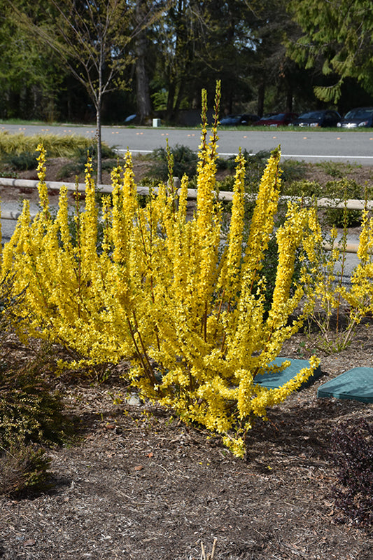 Forsythia-Show Off Starlet® 3CP