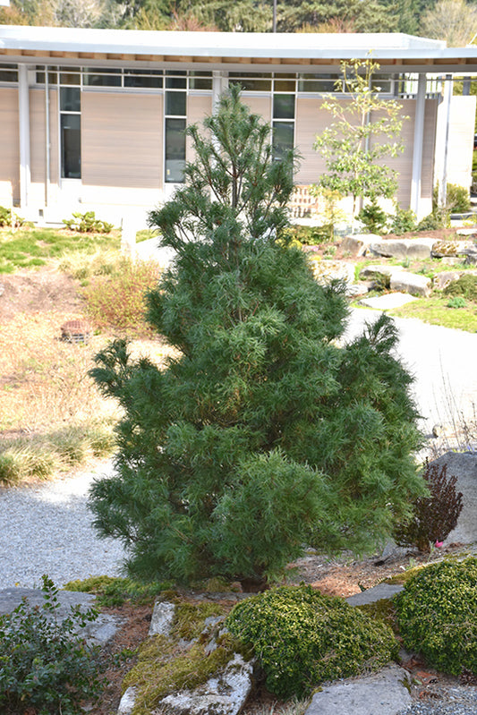 Pine-Mini Twists 3C