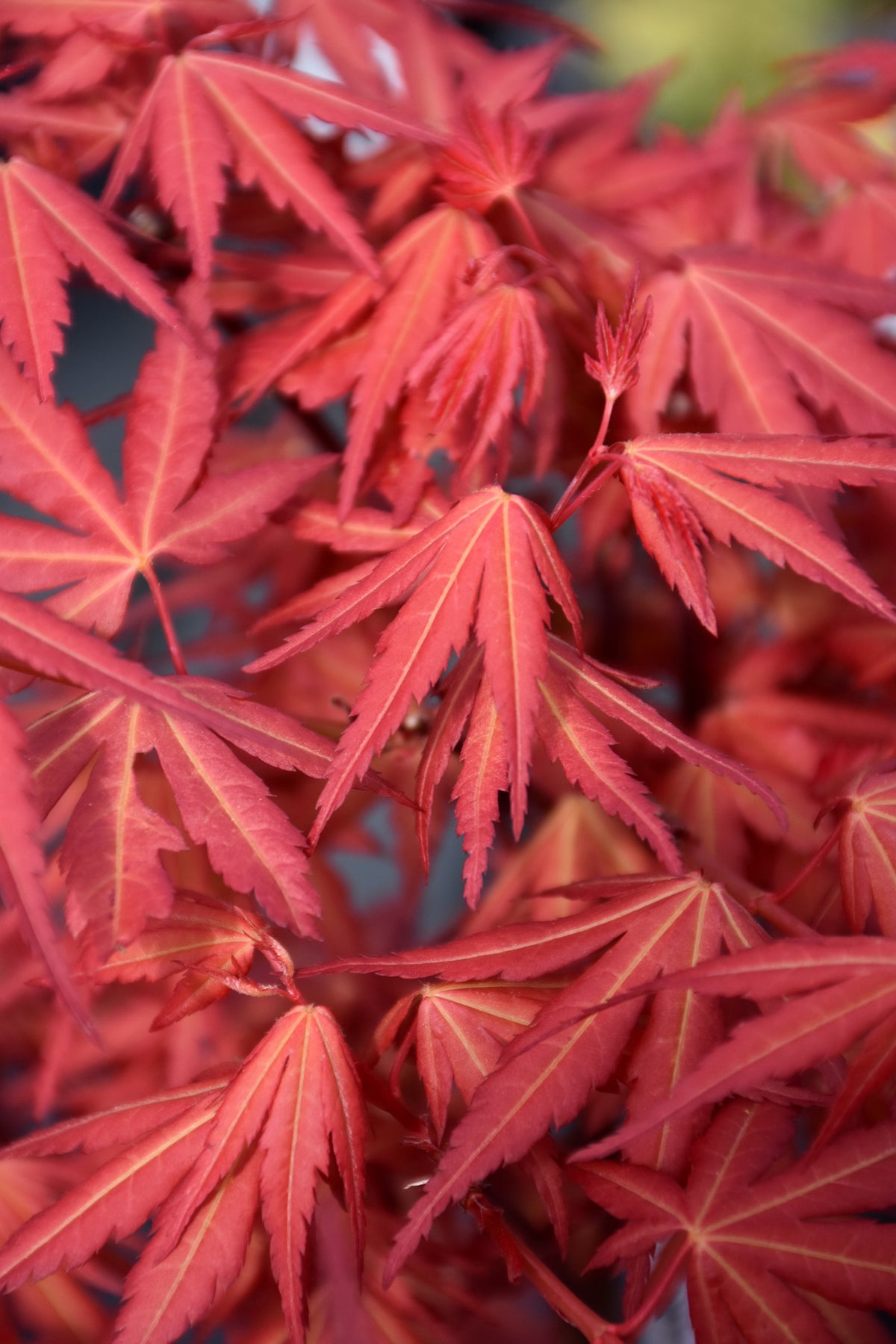 Maple-First Flame 15C