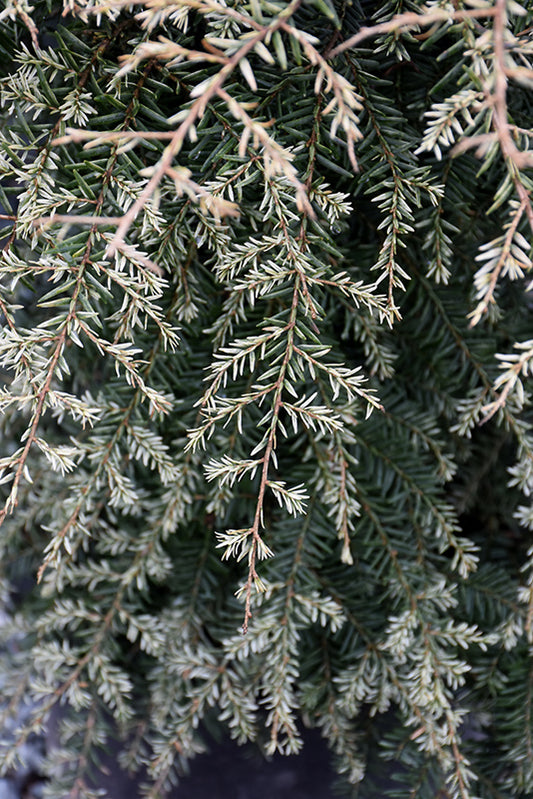Hemlock-Gentsch White 3C