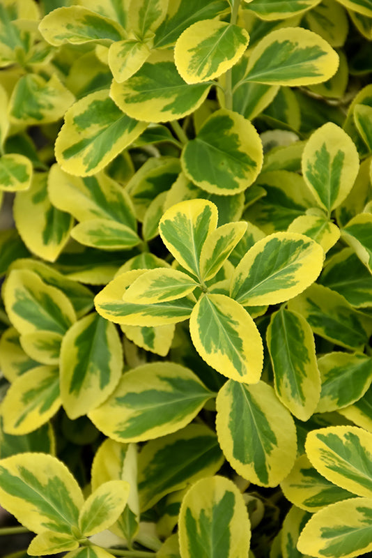 Euonymus-Gold Splash® 2C