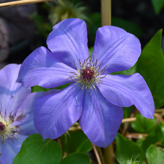 Clematis-Ramona 1C