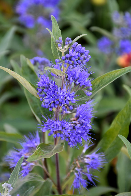 Caryopteris-Sapphire Surf 2C