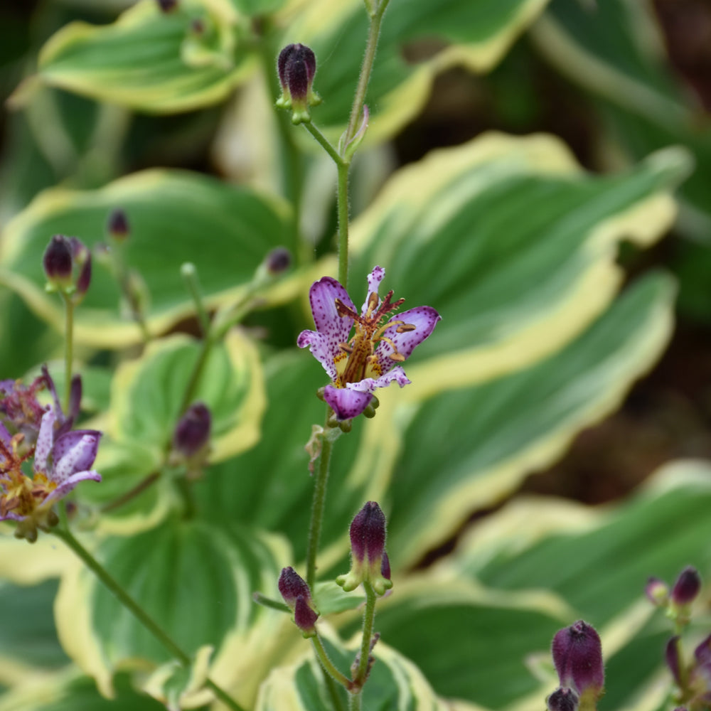 Tricyrtis-Samurai 1C
