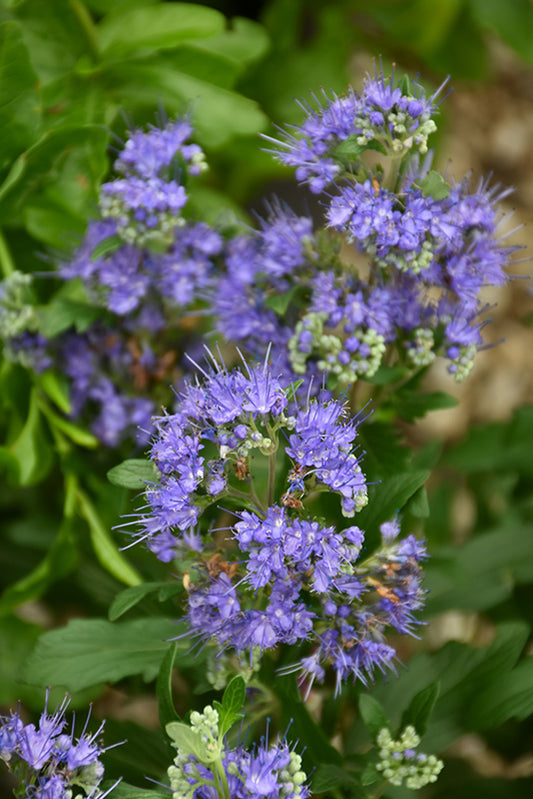 Caryopteris-Grand Bleu 2CP