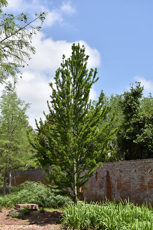 Cypress-Peve Minaret 7C