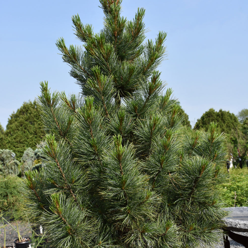 Pine-Westerstede 3-4' 15C