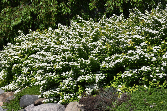 Spirea-Glow Girl® 3C