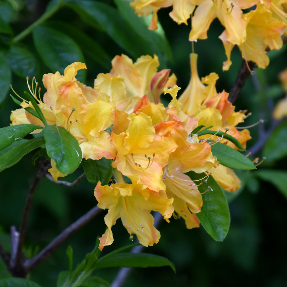 Azalea-Golden Lights 2C