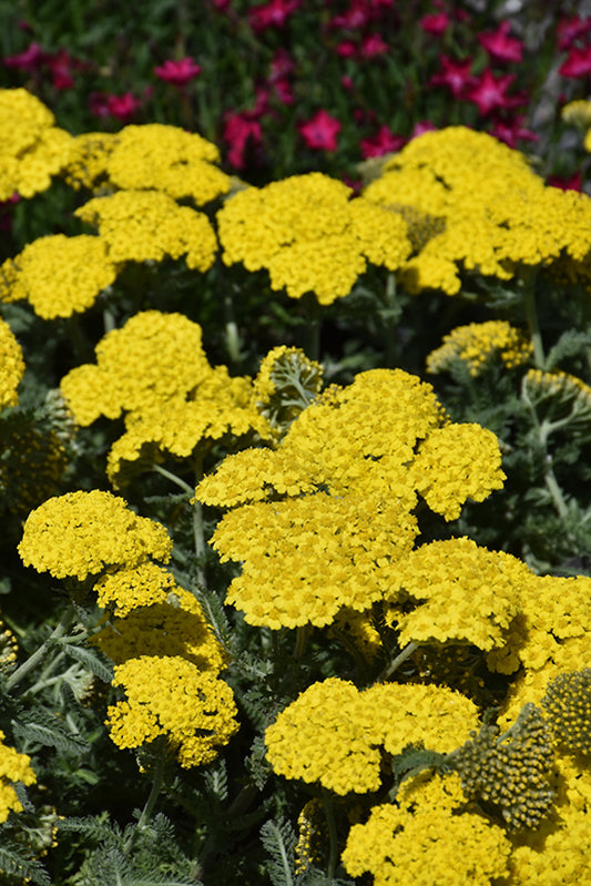 Achillea-Little Moonshine 1C