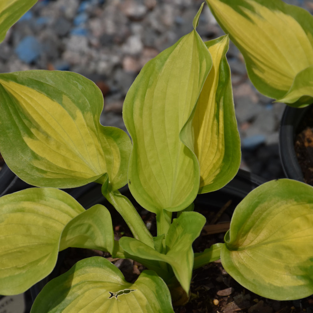 Hosta-Lakeside Banana Bay 1C