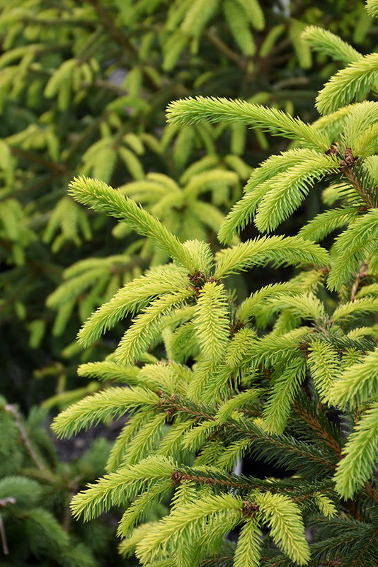 Spruce-The Limey 6C