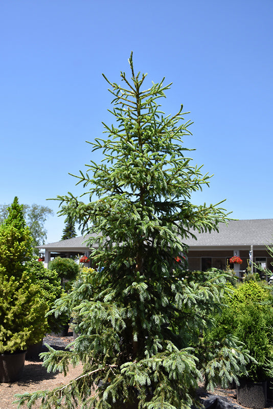 Spruce-Arctos 3-4' 15C