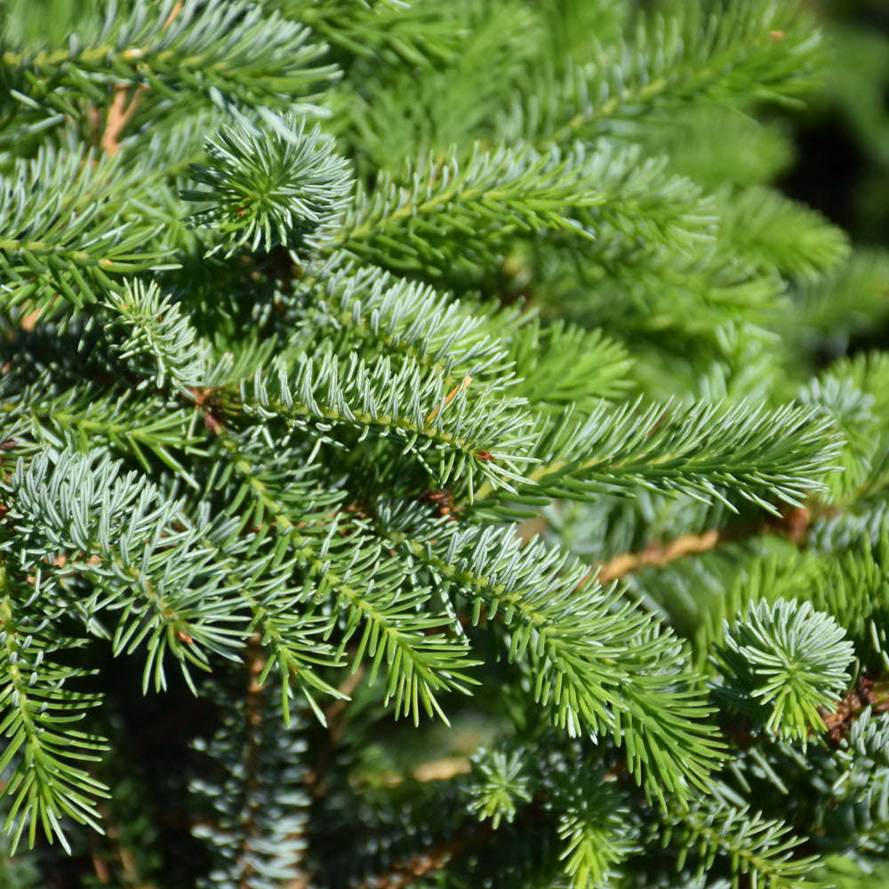 Spruce-Silberblue 4-5'B