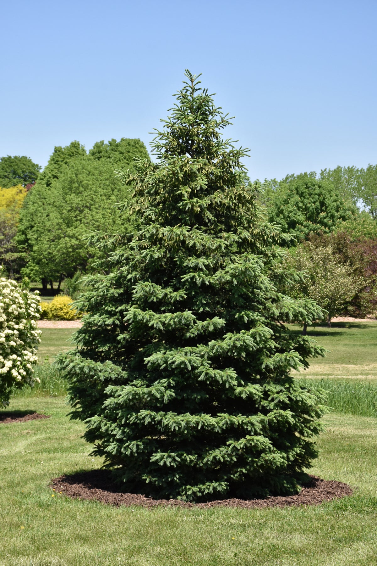 Spruce-Black Hills 10C