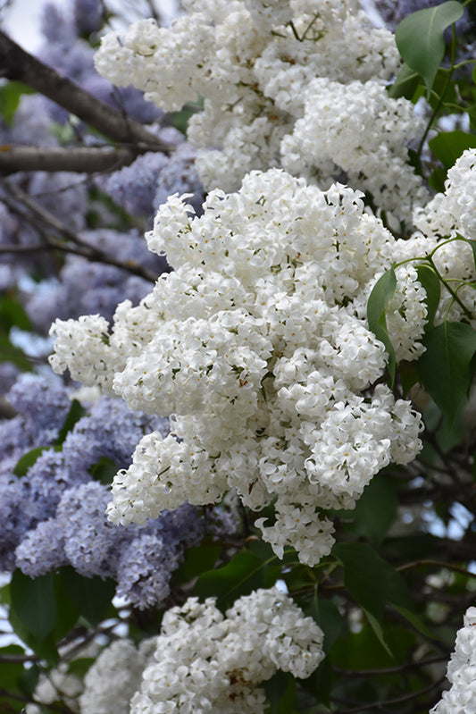 Lilac-Alba 5C