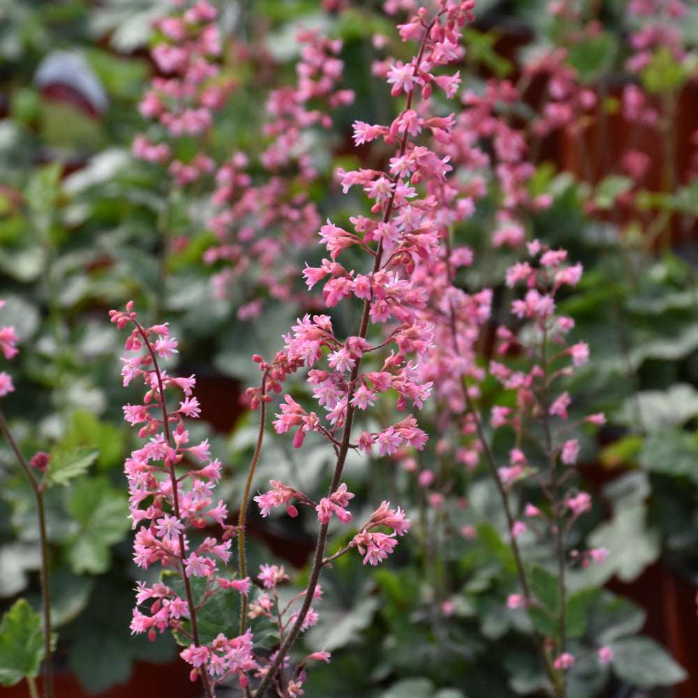 Heucherella-Pink Revolution 1C