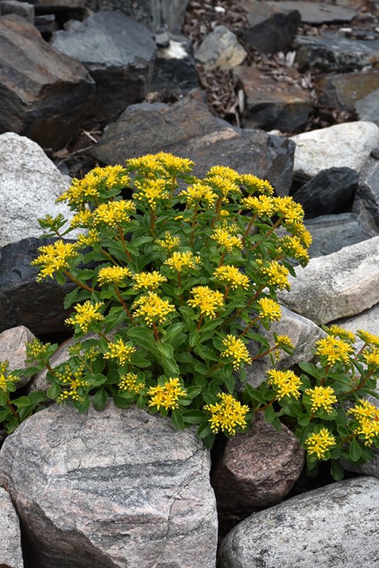 Sedum-Kamtschaticum 3.5"C