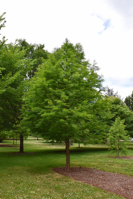 Cypress-Green Whisper 2.0"BP