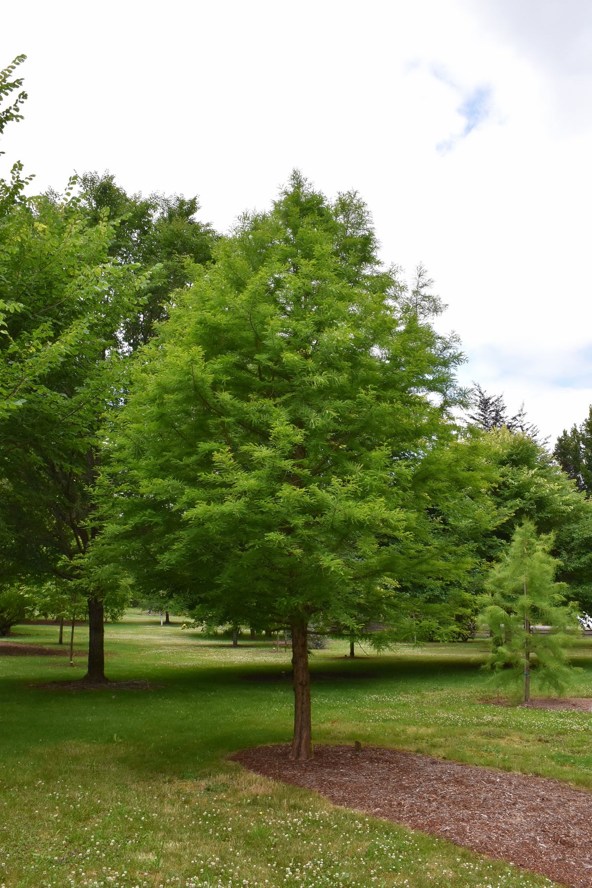 Cypress-Green Whisper 2.5"BP