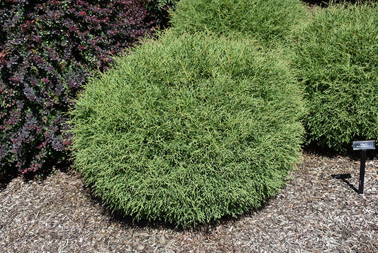 Arborvitae-Mr. Bowling Ball 3C