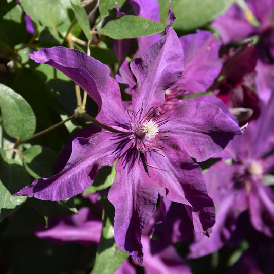 Clematis-Fleuri 1C