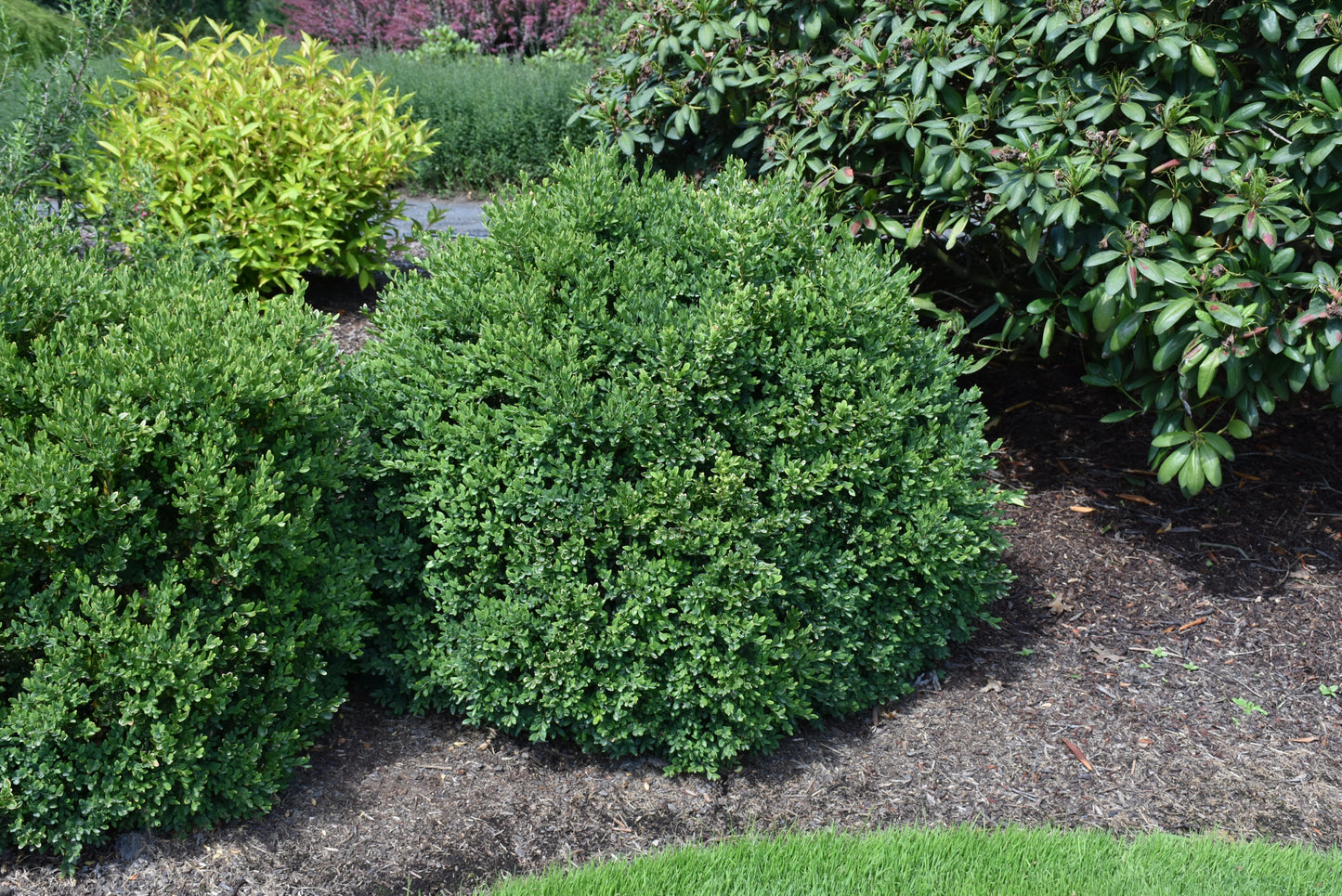Boxwood-Green Velvet 3C