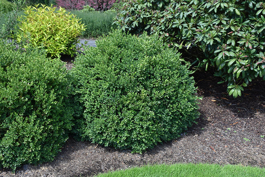 Boxwood-Green Velvet 36"BP