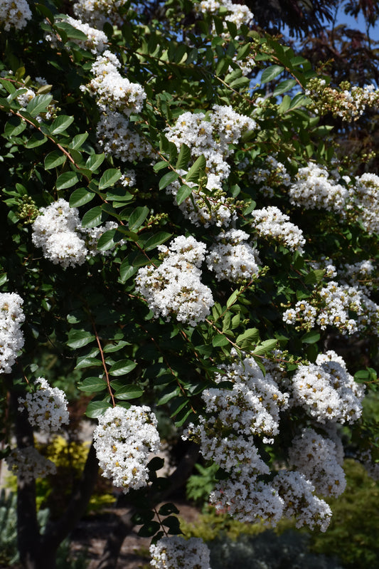 Crapemyrtle-Acoma 3C