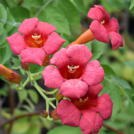 Campsis-Madame Rosy 3C