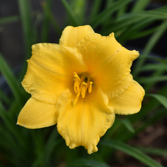 Daylily-Stella D'Oro 1C