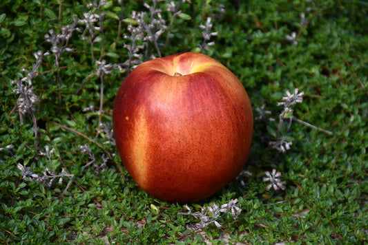 Nectarine-Flavortop 7C